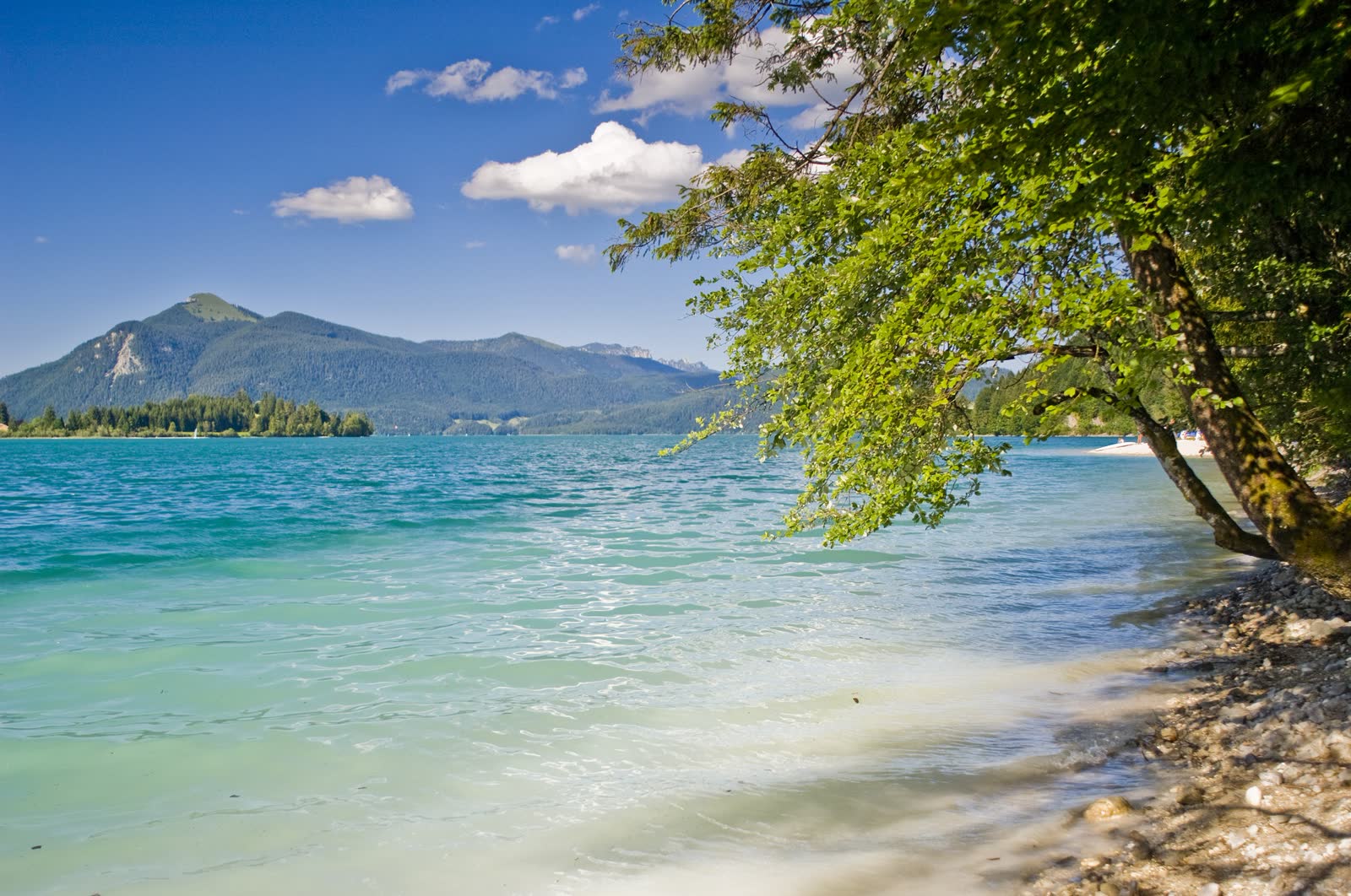 Walchensee mit Baum am Ufer und Bergpanorama